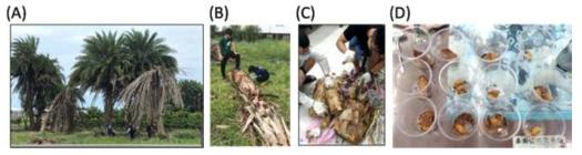 The collection of RPW larvae, pupae and adult in the fields (A-B) and lab (C-D)