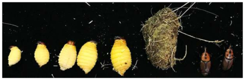 The larval, pupal and adult stages (from left to right) were collected in one palm trees in the same time