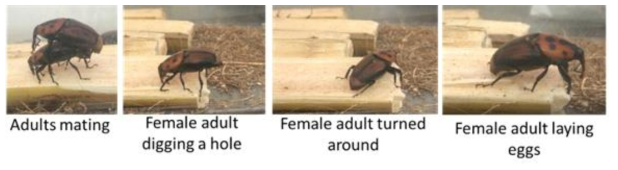 The adults of RPW mating and the mated female laid eggs into the sugarcane slides reared in the insect rearing cage contained sugarcane slides