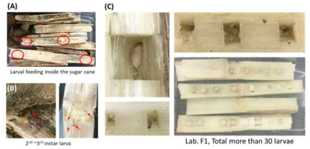 The eggs of RPW were hatched and (A-B) the larvae dug into and fed on the sugarcane slides (red circles and arrows); (C) after 4-5 weeks, the larvae were collected from the sugarcane slides and transfer to new and bigger sugarcane slides for growth