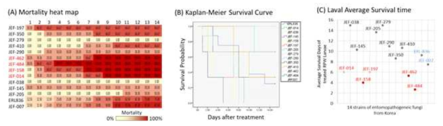 RPW larvae. (A) The Mortality heat map; (B) Kaplan-Meier Survival Curve; (C) Average Survival time of treated RPW larvae. Three larvae were treated with each fungal strain; The data of JEF-007 and ERL836 were previous performed by 2 larvae for each replicate and total 4 replicates for each strain