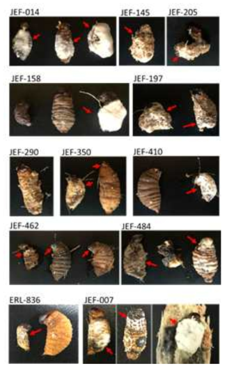 Observation of fungal mycosis on the RPW larvae