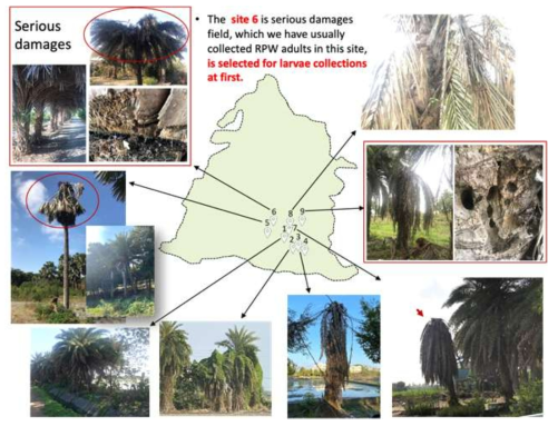 The palm tree field check. All of these palm trees were damage by RPW; the RPW were collected at site 3 and 6 (Feb - April 2020)