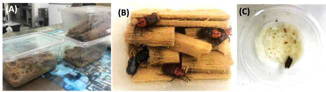 Improvement of the RPW rearing system. (A-B) The parental RPW from palm tree fields were reared with sugarcane slides and cotton+20% honey (C) Egg collection for bioassay or artificial rearing were put on the cotton+20% honey