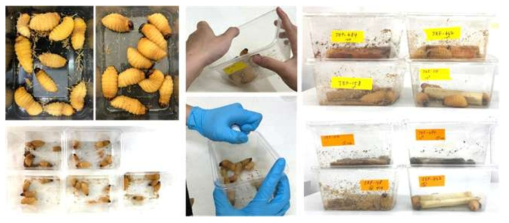 The process of bioassay (LT50) on RPW larvae. According to the results, JEF-484 and 158 were selected to further bioassay of egg and larval stages