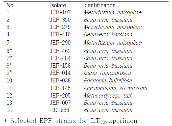 Entomopathogenic fungal strains used in this project