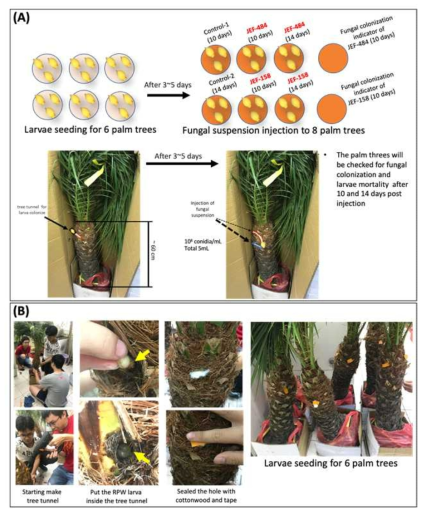 The flowchart of RPW larvae semi-field control test. (A) Experiment design of semi-field test; (B) The practices of semi-field test of RPW larvae control