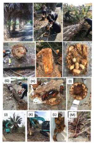 Collection of the RPW at site 6 (A-F; J-M) and site 3 (G-I) from Feb to April 2020