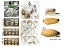 After the female adults of RPW mating, the mated female laid eggs into the sugarcane slides reared in the insect rearing cage contained sugarcane slides. The eggs of RPW were hatched and the larvae were then move out individually and fed on the sugarcane slides every week; after 4-5 weeks, the larvae were fed bigger sugarcane slides for growth