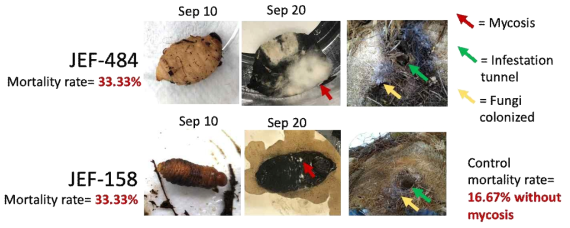 The dead RPW larvae in the semi-field test of RPW control. The overall RPW controlling rate of semi-field test was ~35% based on our experimental design. The mycosis was found in the larvae for both EPF strain