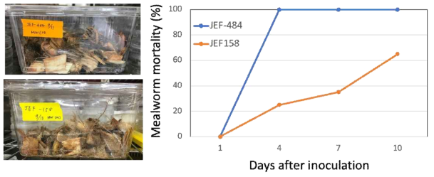 The palm trees were cut into small pieces and mealworm were put into the rearing cage contained the small pieces of palm tree fibers for pathogenicity screening. The mortality were observed at 1, 4, 7, and 10 days