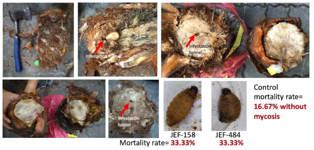 When the EPF suspension injected into the palm trees, it could still kill the RPW larvae after 24 days post injection