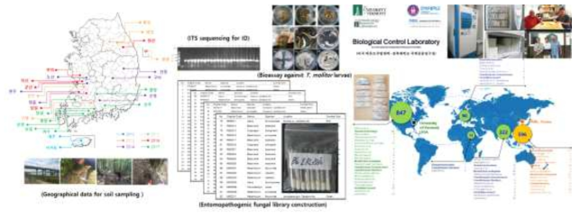 본 연구팀에서 확보하고 있는 전 세계에서 분리된 살충성 진균