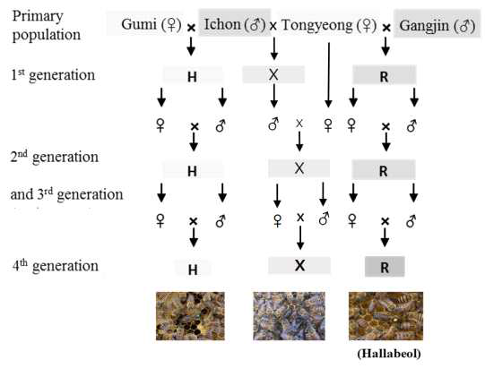 토종벌 낭충봉아부패병 저항성 및 벌꿀 다수확용 품종 개발 계통도
