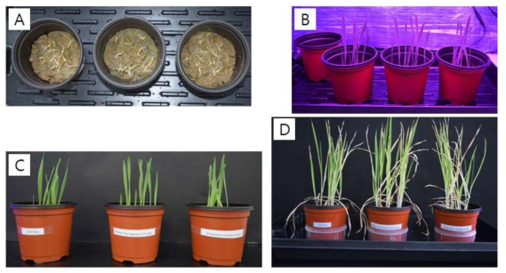 보리 배양 및 미생물 접종 실험. (A) 보리 종자 포트 준비, (B) LED 배양, (C) 1주일 생장 후 배양세균 접종, (D) 미생물 접종 후 30일 근권토양 채취
