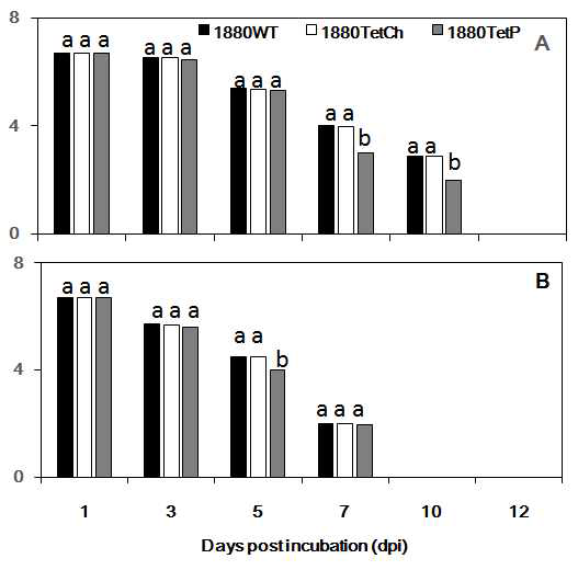 Pseudomonas parafulva PpaJBCS1880 균주의 야생형 (1880WT)과 돌연변이 (1880TetCh 및 1880TetP) 균주의 토양 추출배지에서의 생존률. 야생형과 돌연변이 균주의 세포 (2×106 cfu/ml)를 멸균한 토양 추출배지에 넣고, 5℃ (A)와 30℃ (B)에서 각각 배양하면서, 생균수를 측정하였음