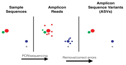 Amplicon Sequence Variants (ASVs) 방식의 원리