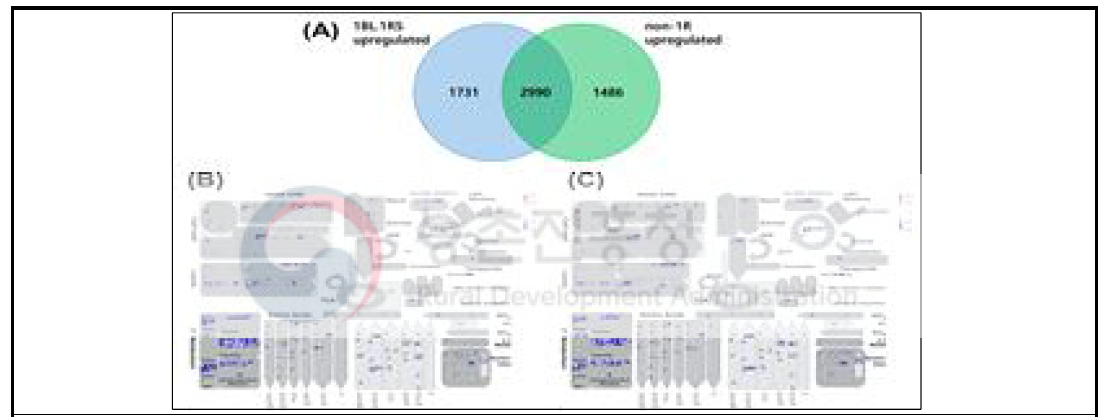 (A) A Venn diagram depicting the number of up-regulated DEGs of 1BL.1RS (OK1G123) and non-1RS (OK1G124). MAPMAN pathway anaylsis of (B) 1BL.1RS (OK1G123) and (C) non-1RS (OK1G124). The color code scale is based on the log2 of the fold change values of each gene