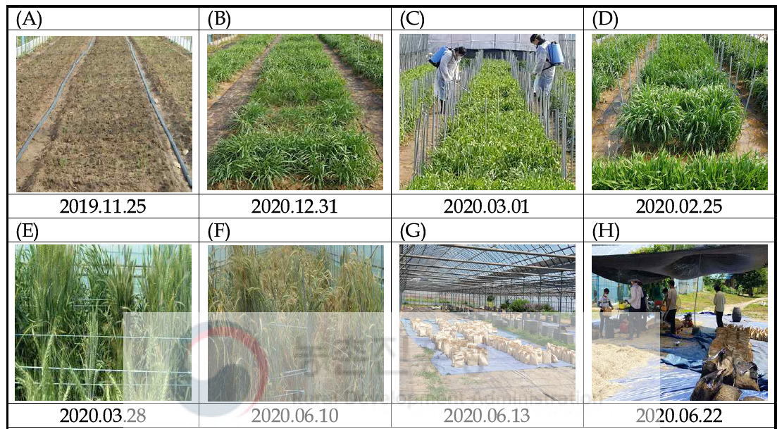 경기도 남양주시 고려대학교 부속 실습포장 (‘19-’20). (A) 파종 후 발아, (B) 월동 중 생육, (C) 살충제 살포, (D) 출수 전 생육, (E) 출수기, (F) 성숙기, (G) 수확 후 건조, (H) 건조 후 탈곡