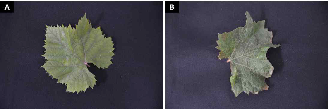 김천에서 채집한 포도. 잎 표면에 노란 반점 및 잎말림이 관찰됨