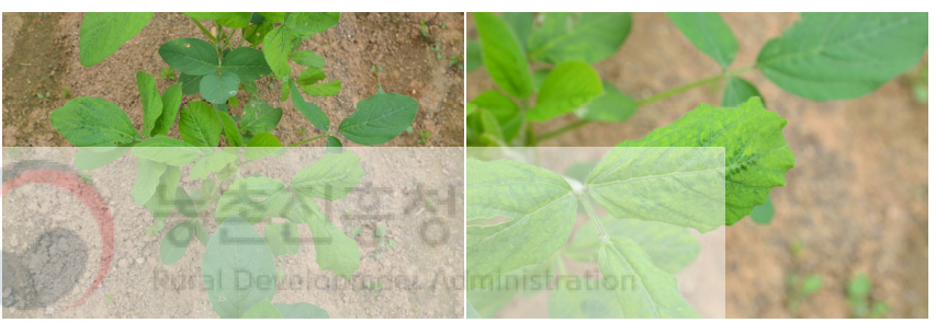 Soybean mosaic virus (SMV) isolate HB7-086이 검출된 콩 시료. 모자이크 병징이 관찰됨