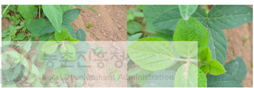 Soybean mosaic virus (SMV) isolate HB38-087이 검출된 콩 시료. 모자이크 병징이 관찰됨