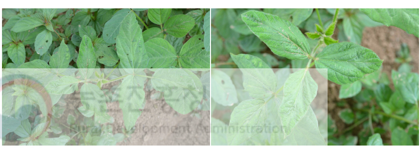 Soybean mosaic virus (SMV) isolate HB42-090이 검출된 콩 시료. 모자이크 병징이 관찰됨