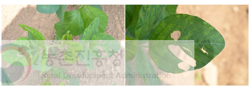 Soybean yellow mottle mosaic virus (SYMMV) isolate HB5-057이 검출된 콩 시료. 퇴록, 모자이크 병징이 관찰됨