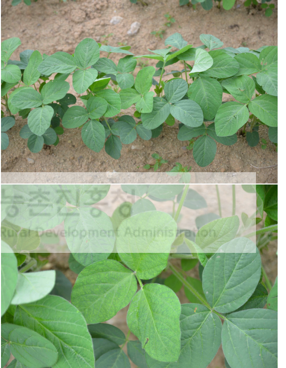 Soybean yellow mottle mosaic virus (SYMMV) isolate HB22-024이 검출된 콩 시료. 퇴록, 모자이크 병징이 관찰됨