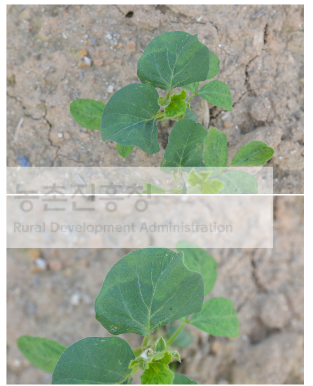 Soybean yellow mottle mosaic virus (SYMMV) isolate HB52-NW이 검출된 콩 시료. 퇴록 병징이 관찰됨