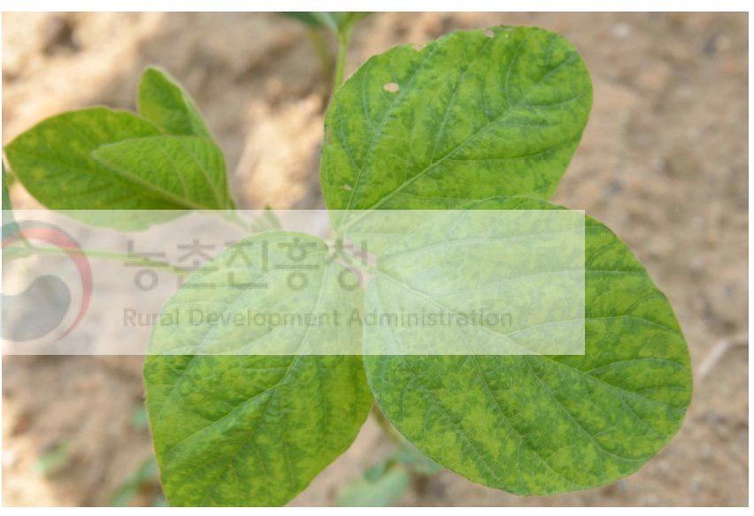 Soybean yellow mottle mosaic virus (SYMMV) isolate HB56-CJ5이 검출된 콩 시료. 퇴록 병징이 관찰됨