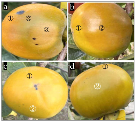 수확기 단감의 일소부위와 정상부위 착색 양상