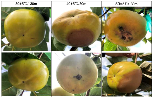 30±5/40±5/50±5℃에서 30분간 열처리 한 과실의 처리 10일 후 사진