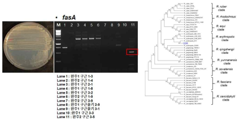 1차 샘플로부터 분리 된 3-5 균주의 colony type(좌), fasA primer PCR 및 계통도 분석