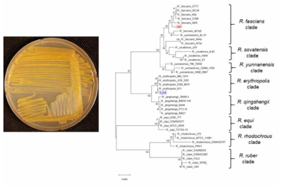 1차 샘플(완주2)로부터 분리된 W1 균주의 colony morphology와 계통도 분석