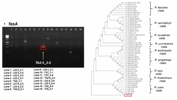 2차 샘플(TA2-5)로부터 분리된 균주의 fasA primer PCR 결과와 계통도 분석