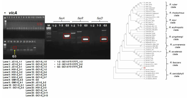 3차 샘플로부터 분리된 균주들의 vicA PCR(좌) - 비교균주로(C)는 1차 시료의 W1균주 사용, vicA가 증폭된 3균주들의 fasA, fasD, fasR PCR(중간) 및 병원성 유전자 증폭균주 G3의 계통도 분석(우)