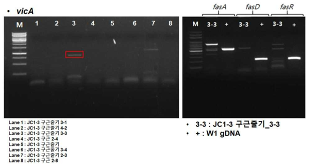 4차 샘플(JC1-3)로부터 분리된 균주의 vicA PCR 결과와 병원성 유전자(fasA, fasD, fasR) PCR 확인