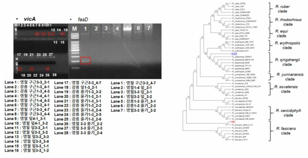 5차 샘플로부터 분리 된 균주의 vicA 및 fasD 유전자 검정과 계통도 분석 결과