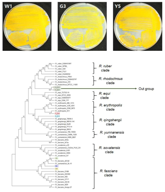 최종 선발된 3 균주(W1, G3, Y5)의 mD2배지 상에서 균총과 계통도 분석 결과