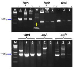 선발 된 3 균주의 병원성 유전자(fas·att오페론)와 관련 유전자인 vicA PCR 확인 (Lane 1:G3, Lane 2:W1, Lane 3:Y5)