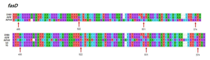 fasD 유전자 염기서열 분석을 통한 genotype 확인(G3:과천 분리균, Y5:영월 분리균)