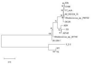 vicA 유전자 염기서열을 이용한 계통도 분석(W1:완주 분리균, G3:과천 분리균, Y5:영월 분리균)
