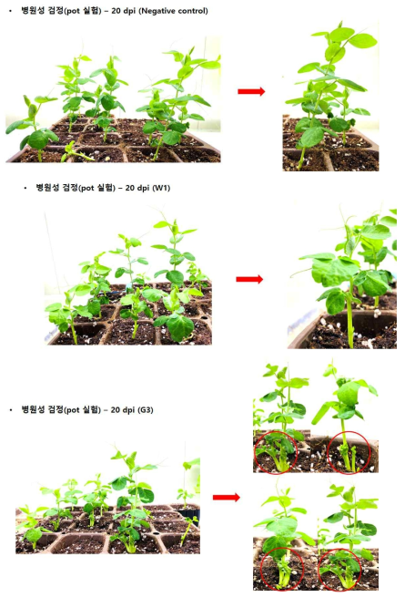 지표식물인 완두콩(가든피)을 이용한 pot 병원성 검정(Negative control:10 mM MgCl2, W1:완주 분리균, G3:과천 분리균)