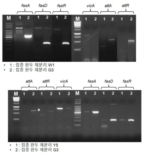 접종 완두콩으로부터 재분리 된 균주들의 병원성 유전자 확인(W1:완주 분리균, G3:과천 분리균, Y5:영월 분리균)