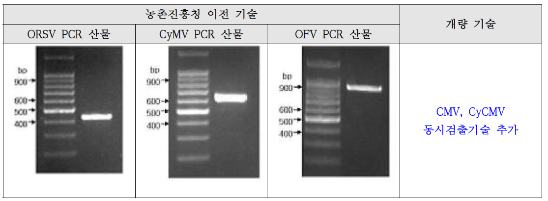 검정용 프라이머로 증폭된 PCR 산물 전기영동 사진