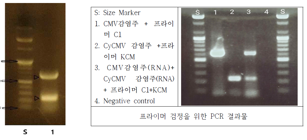 C1/KCM프라이머 동시 검정(자체) 표 2, 부산대 유전육종연구센터 검사결과