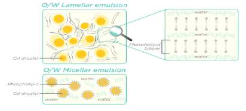 바이레이어(Bilayers)의 유화 제형 구조