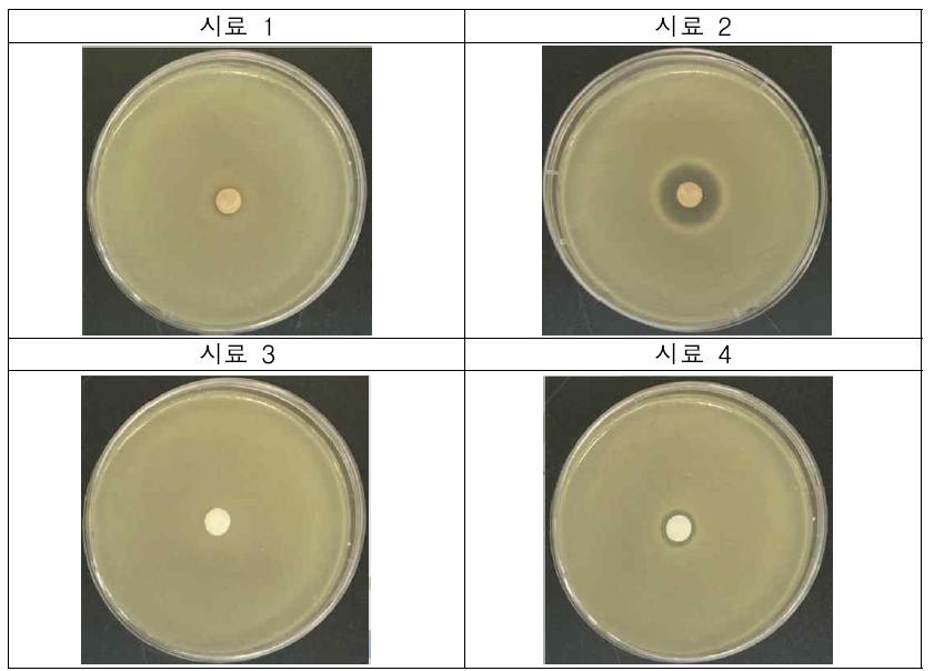 항균력 시험 결과 사진