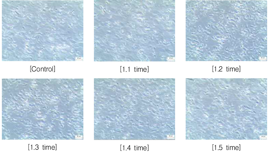 무기염원 농도에 따른 36시간 배양 현미경 사진
